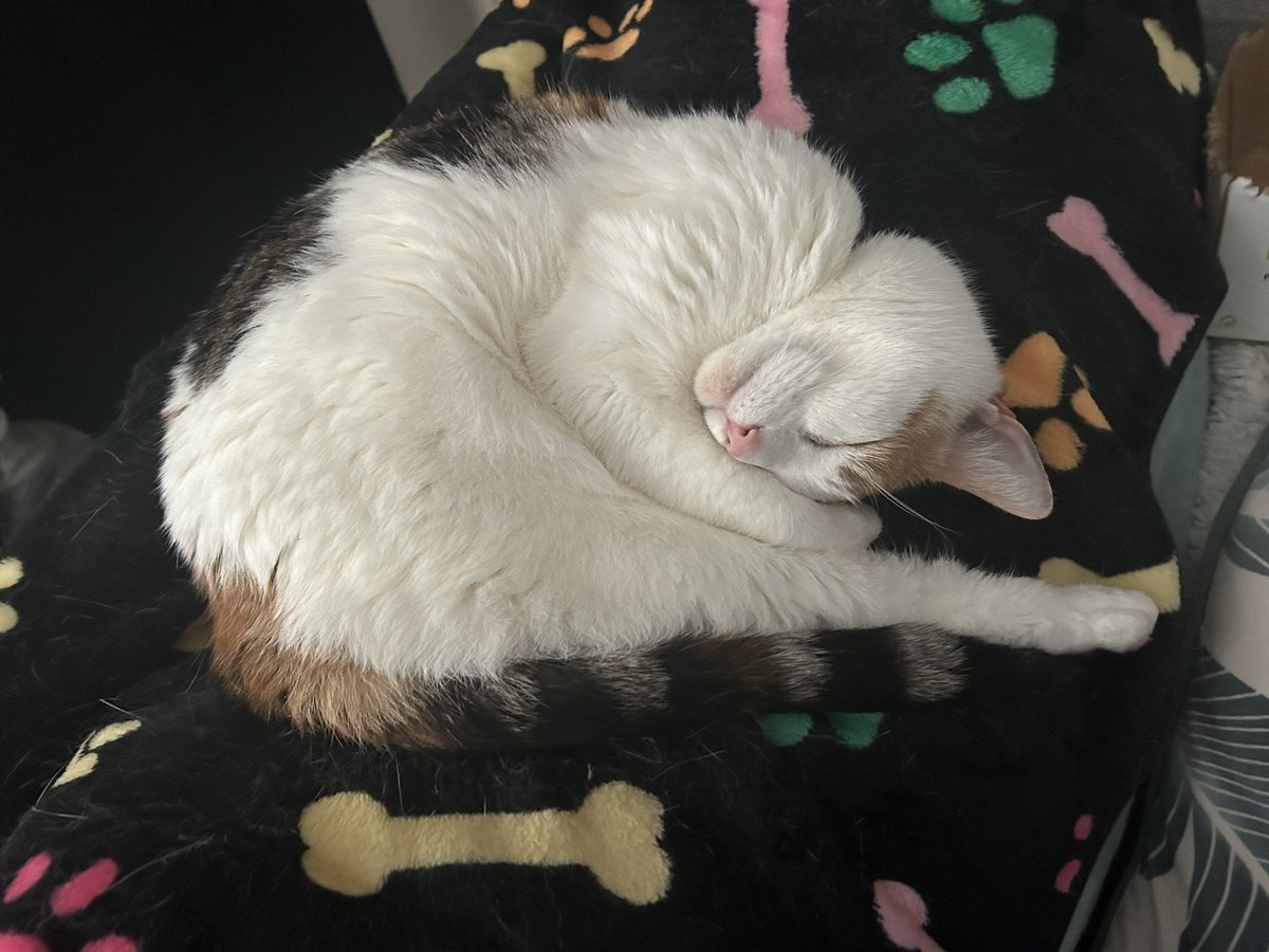 Shrimp position napping 🐱🍤 #Napping #Sleepy #CatsOfTwitter #CatsOfX #CalicoCrew #Calico #Cat #Cute