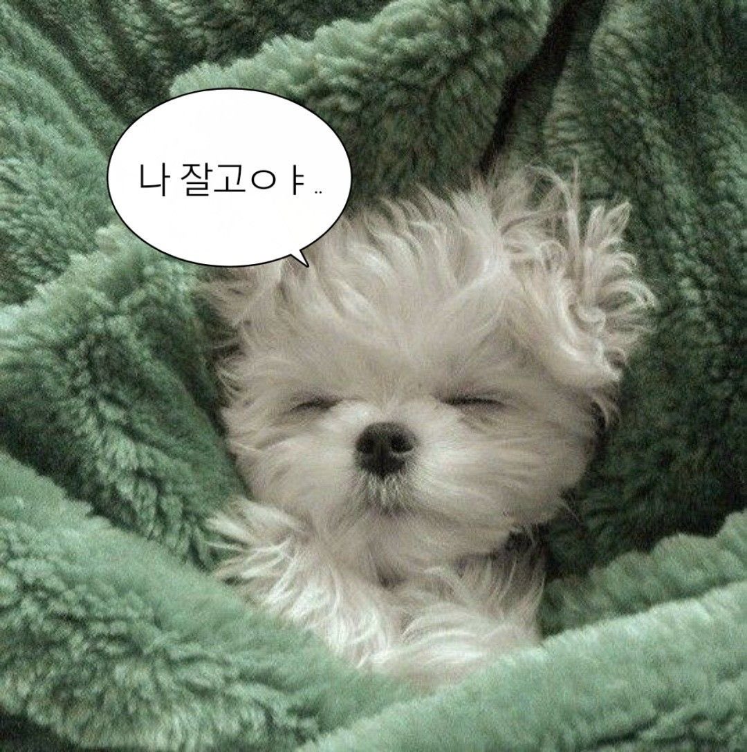 답글 반틈 돌고 다시 쌓이는 동안 복근밥 핟다가 
코 골고 잠들었다! 결국 오후 500 새벽 500 
복근밥 완성하고 자러가부리겠어요! 내일도 같이
열심히 놀고 맛있는거 많이 먹자요~?
오늘도 잘 놀아줘서 고맙고 일어나서 답 갈게요!
내 여쟈들 오늘도 잘 자구 예쁜 꿈 꾸세요 💖🩵💜🤍