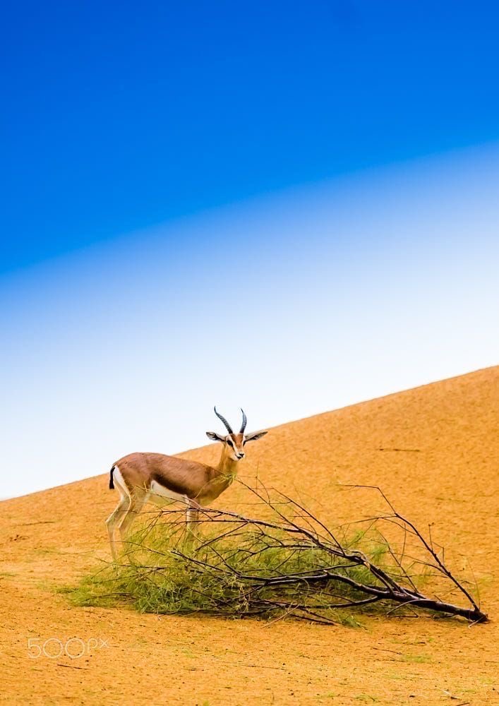 (( سنكرز)) (@saod113355) on Twitter photo 