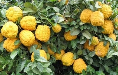 الترنج يزرع بكثافة في القطيف والأحساء وبعض المناطق الاخرى وعندنا مهرجان سنوي مخصص للحمضيات

وما شاء الله عطارينا استفادوا من هالكنز بالمجال العطري، مثل أستاذنا ابو فهد والعطار بدر الحرقان 

معلومة:ينفع زراعته في الحدائق المنزلية وأفضل وقت للغرس مارس_أبريل
x.com/i/status/20280…