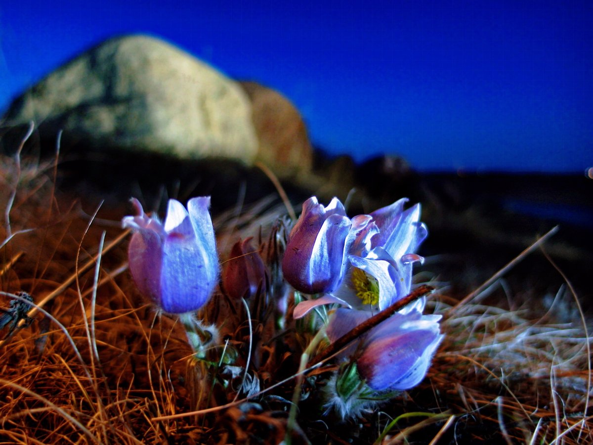 FlatlanderHank's tweet photo. We are warming up to normal temperatures, and I can hardly wait for the April bloom!   

Here's a pic from a previous year.  😍
#SaskNice #PrairieCrocus https://t.co/Xl7BoR6KXf
