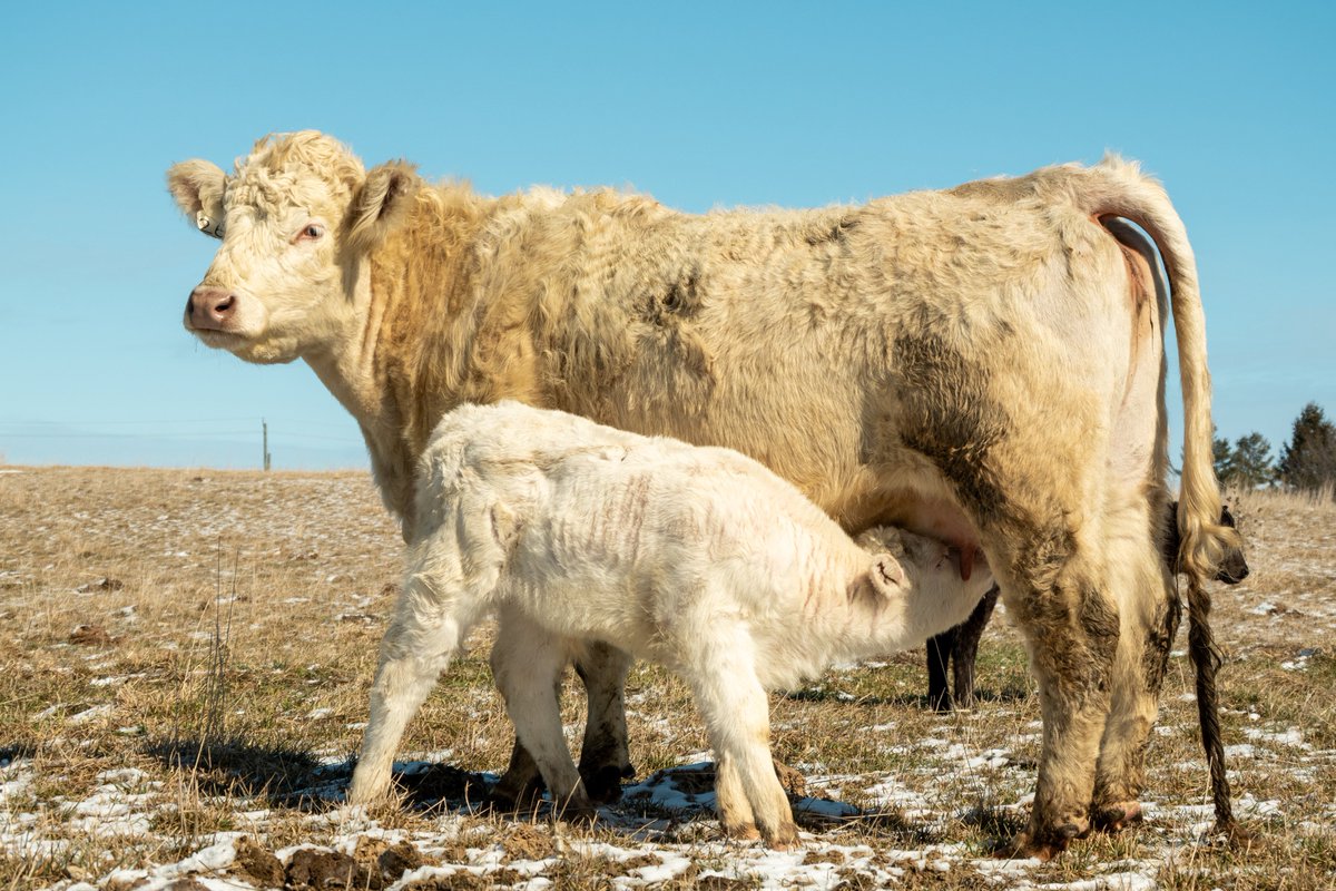 Jamie Heaslip CCA-ON tweet media