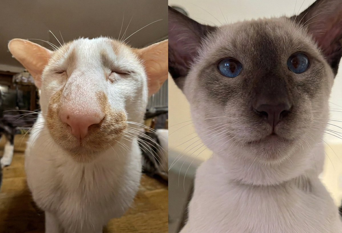 normal insanlar fotoğrafa baktığında 2 tane sevimli kedi görüyo ufc hayranları baktığında Ilia - Gaethje görüyor aq