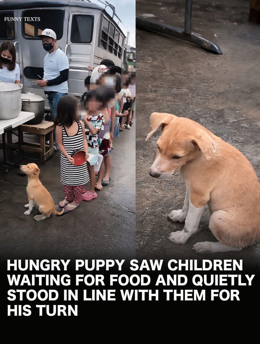 Puppies 🐶 (@puppiesiover) on Twitter photo 