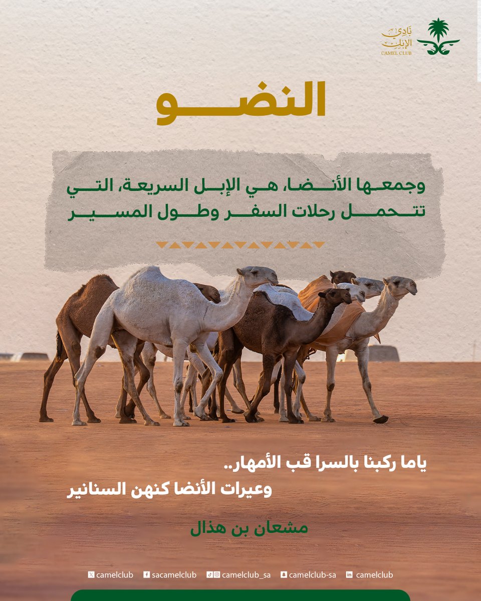 نادي الإبل tweet media