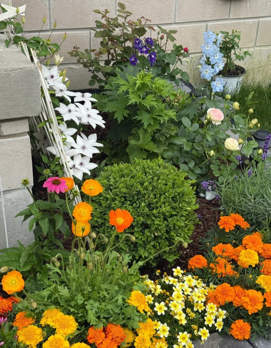 ElenaX141's tweet photo. The colors of nature change with time, but the colorful autumn garden still floats before my eyes. Today, standing in the white snow of Canada, I feel the freshness of those sweet flowers. ❄️🌷 https://t.co/myngA0K6lk