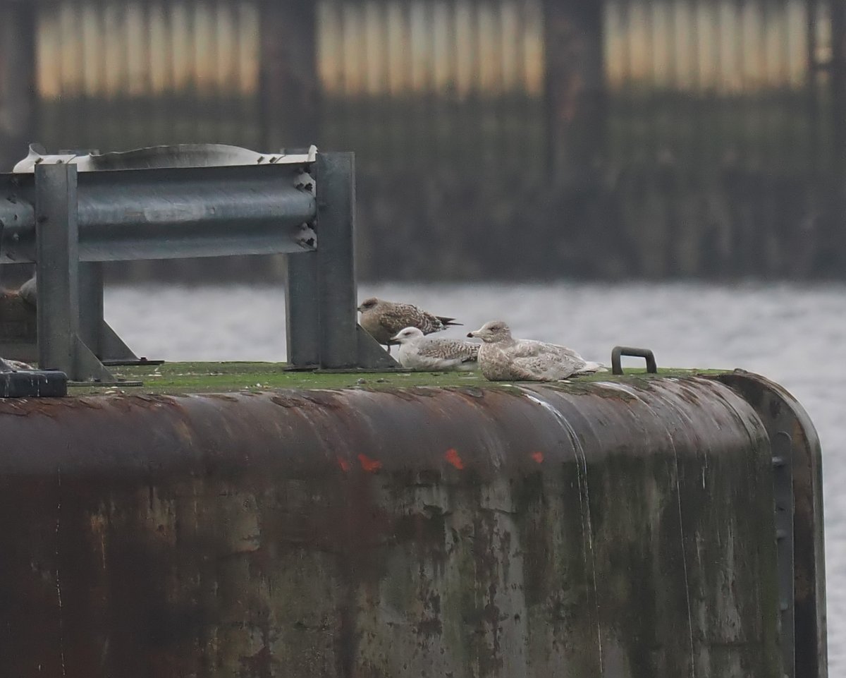 Andrew Whitehouse tweet media