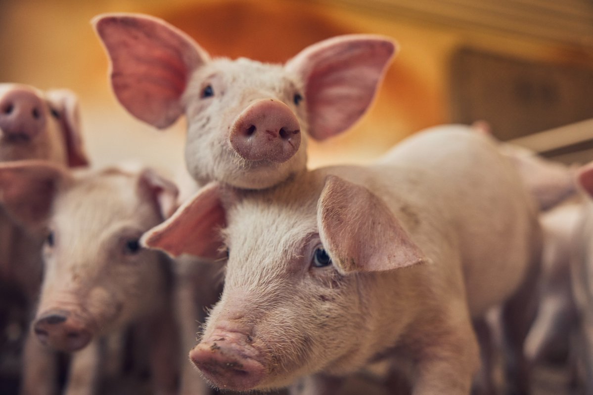 PorkCheckoff tweet media