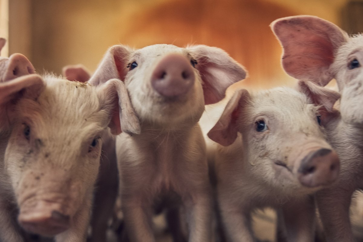 PorkCheckoff tweet media