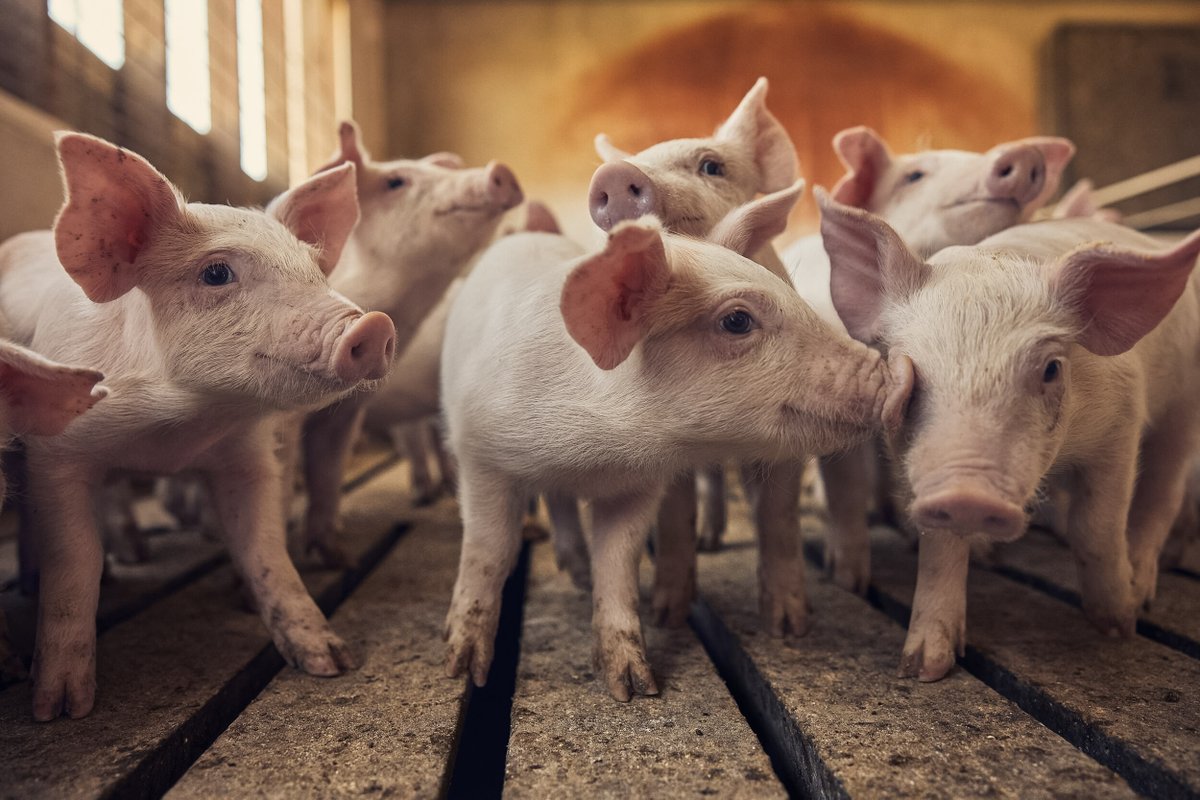 PorkCheckoff tweet media