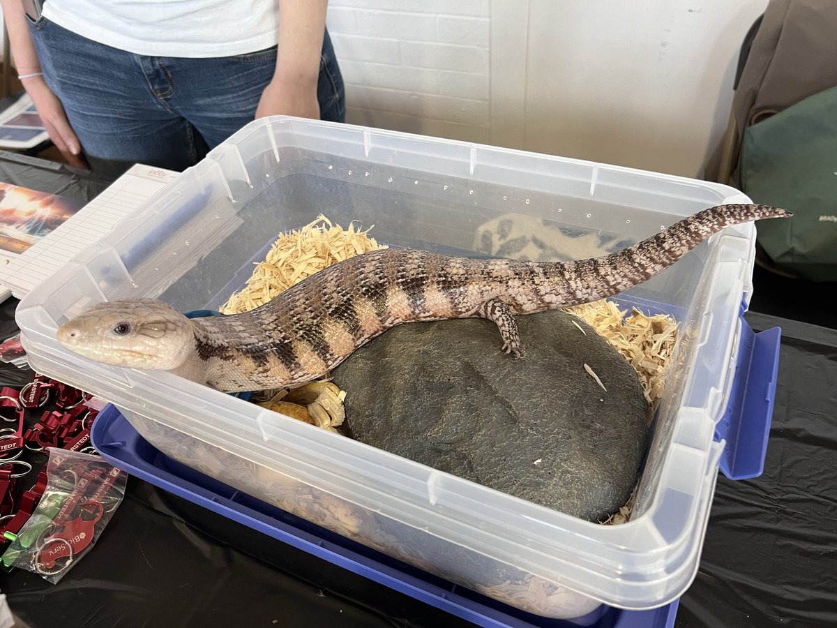 NESciFest tweet media