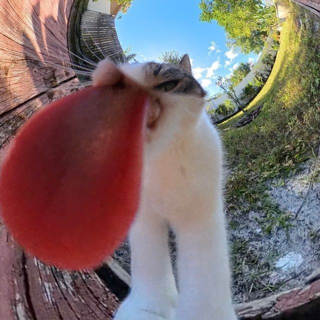 Bichinhos fofinhos pra quem ta cansado tweet media