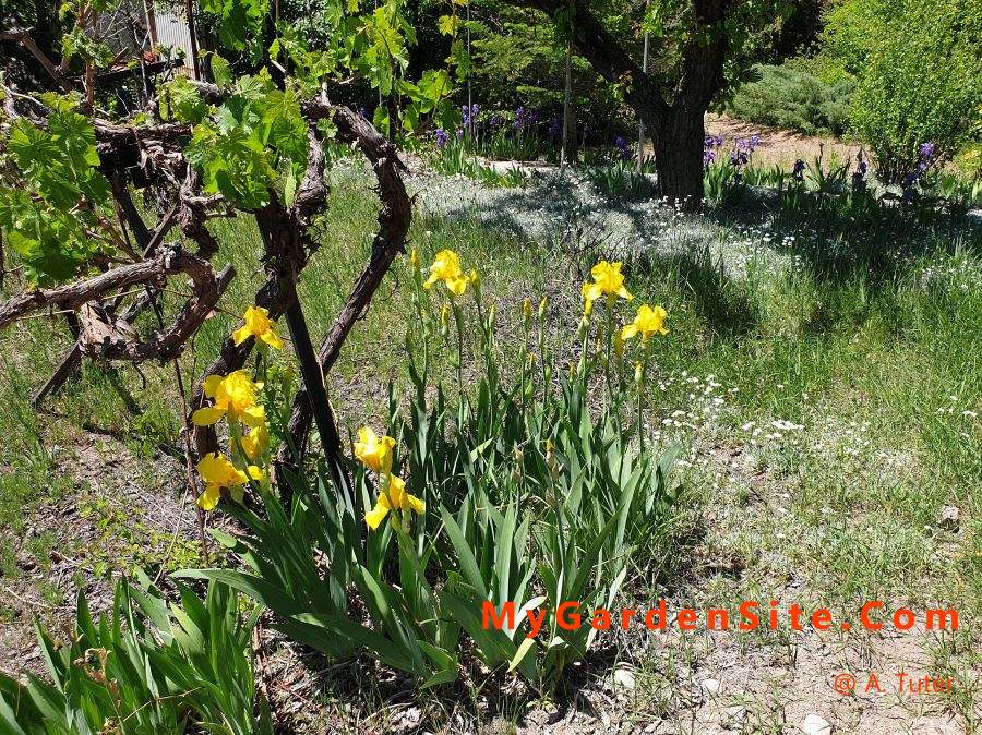 mygardensite's tweet photo. Meet the bearded Iris

https://t.co/vL2aKCegPH https://t.co/91IPzlPPcO