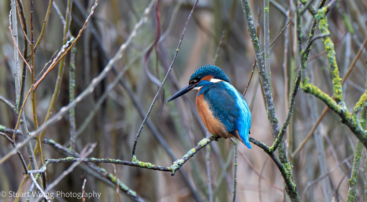 Stuart Wragg tweet media