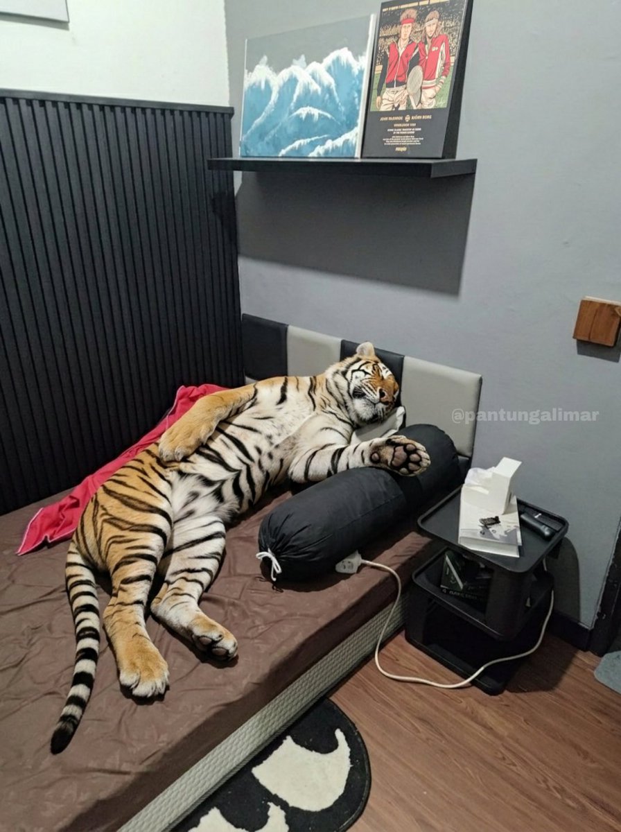 tadinya mau minta gantian kasur, tapi setelah dipikir-pikir, tidur di ubin juga sehat buat tulang belakang