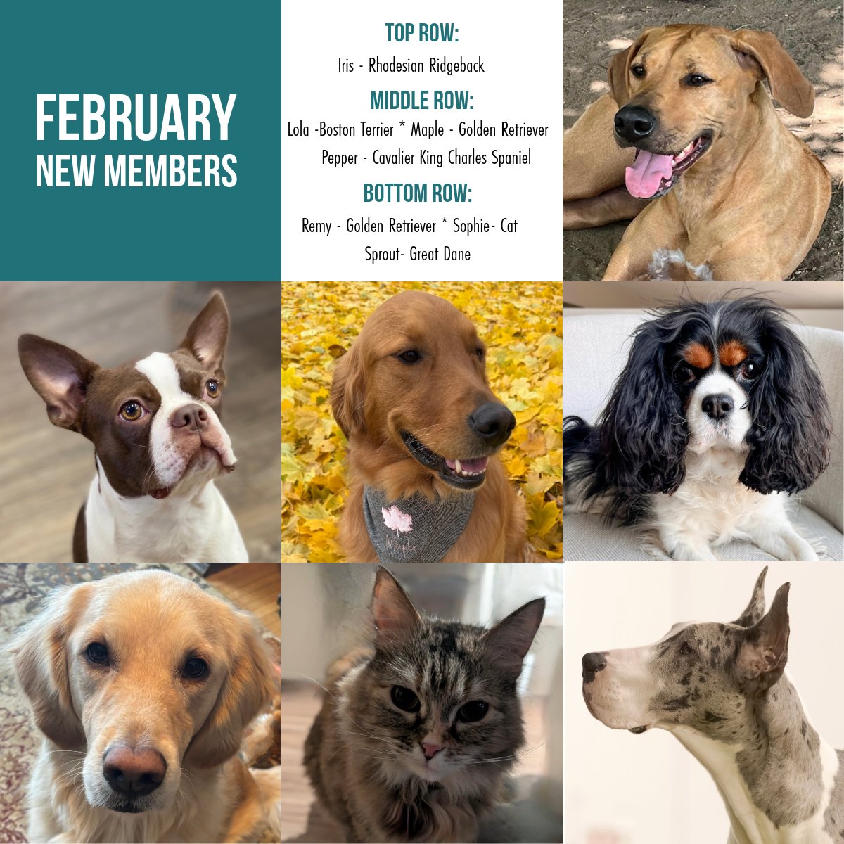 North Star Therapy Animals of Pet Partners tweet media