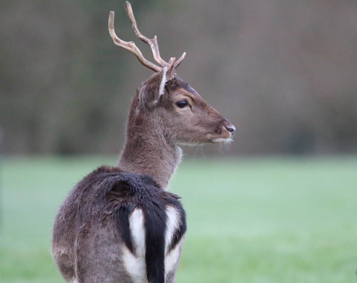 ThingsMid's tweet photo. #deer #forestofdean https://t.co/xvPfRsGzfo