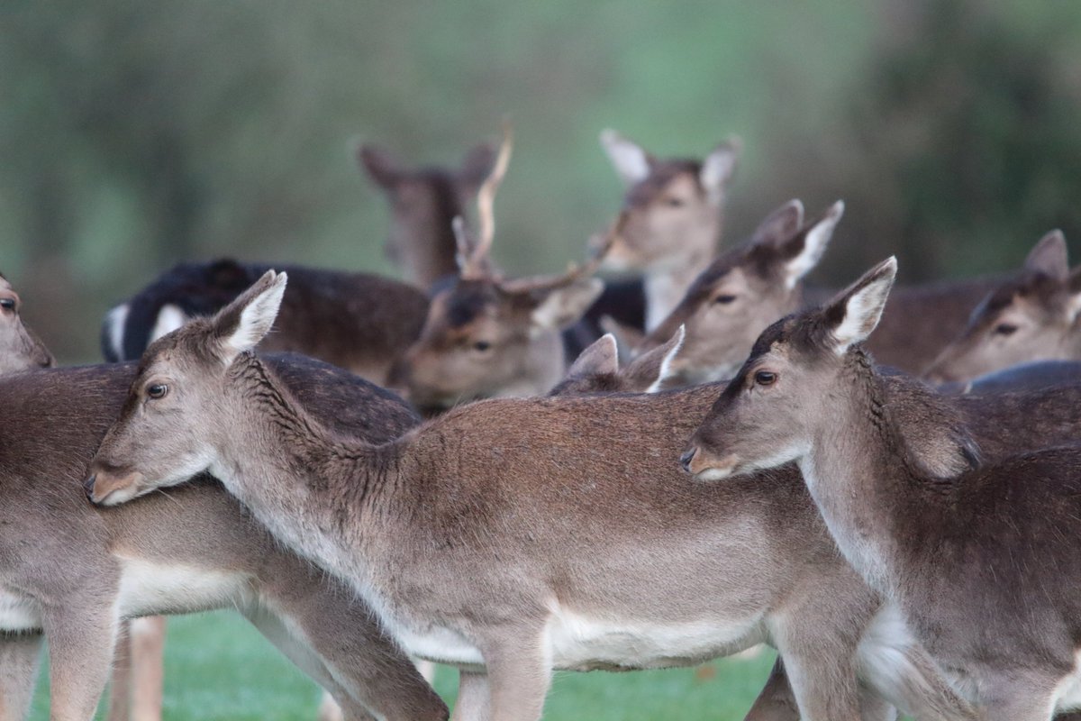 ThingsMid's tweet photo. What nicer way is there to spend a weekend than watching fallow deer ? #deer #forestofdean https://t.co/vcl4hA6Qbg