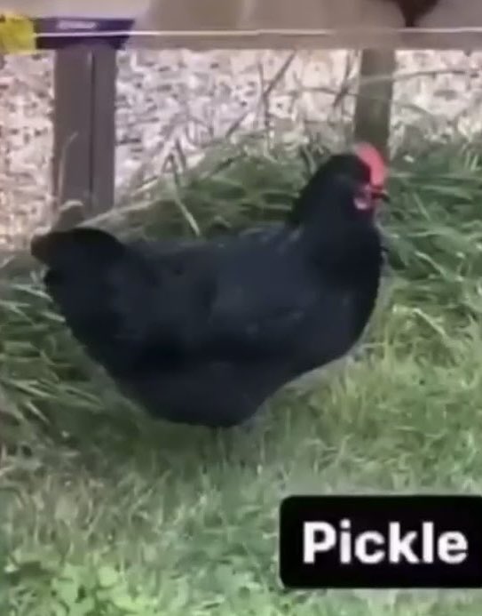 Dumb Ways To Time Travel In Sonic CD tweet media