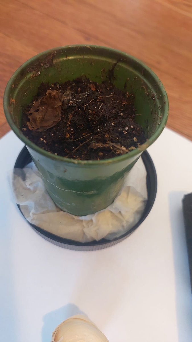 BlueFilter Company tweet media