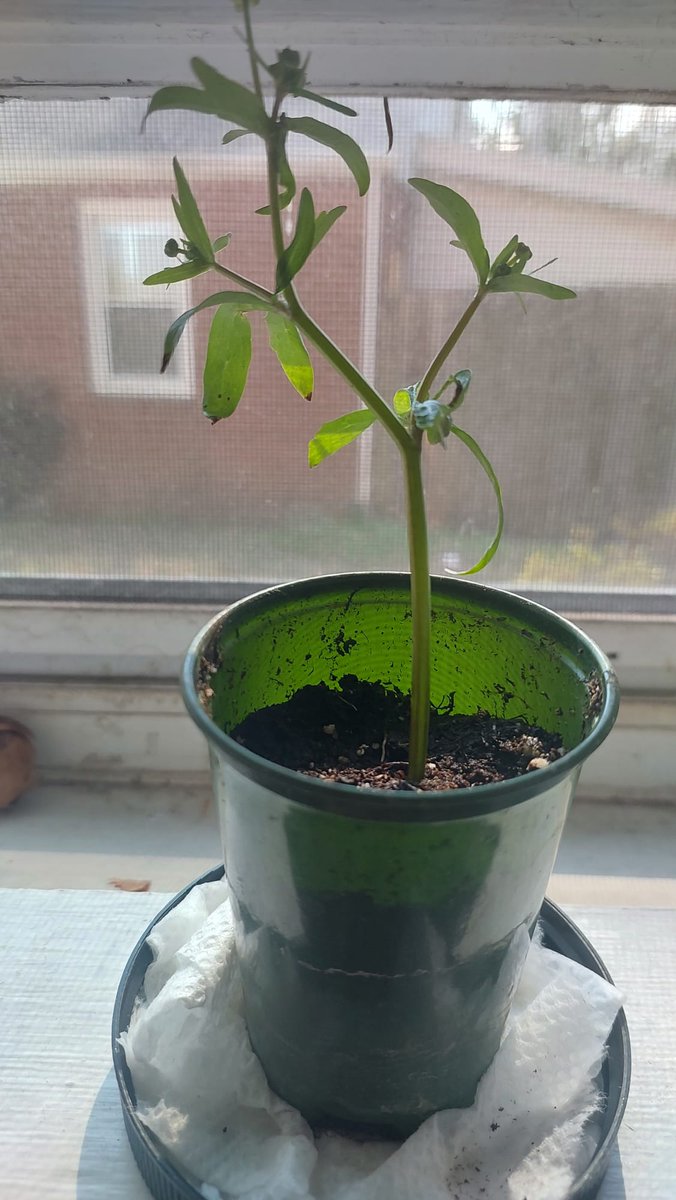 BlueFilter Company tweet media