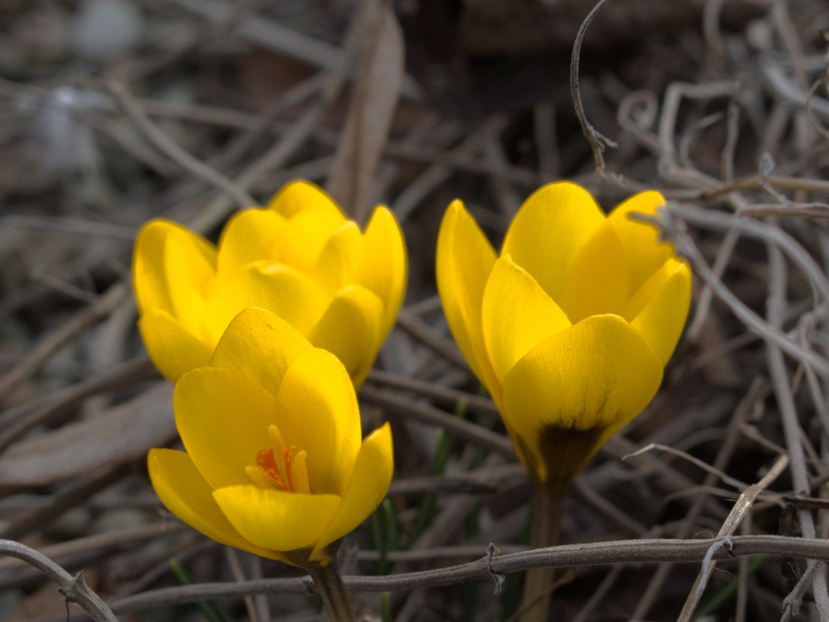 Schau mal <a href="/klein_oho/">KleinOho</a> , inspiriert von dir  hab ich mal den Frühling eingefangen 😁
