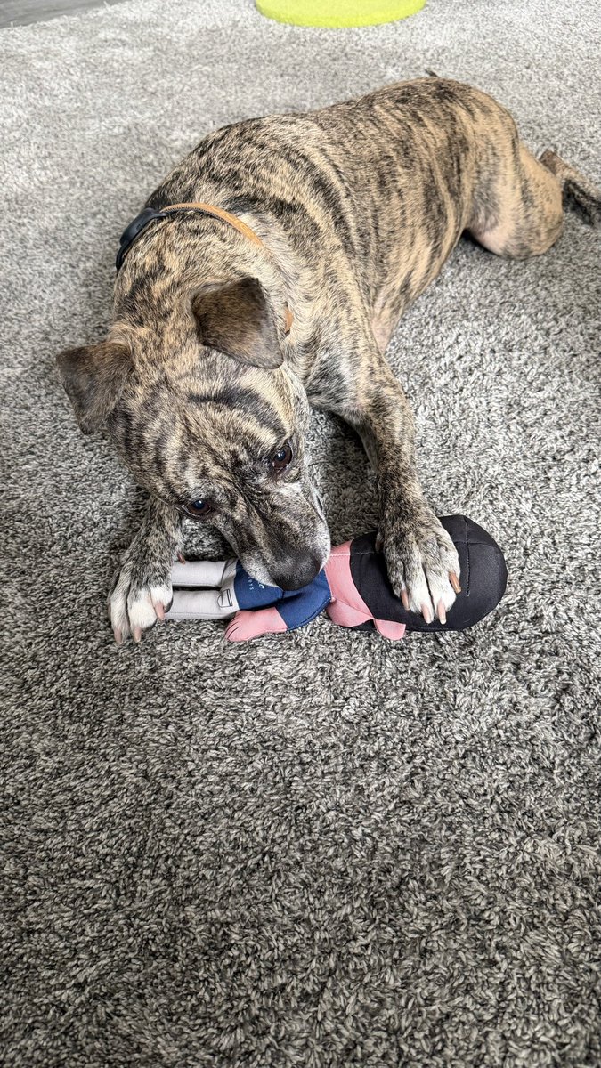 Yasses02's tweet photo. Khoa’s new favorite toy. She won’t put it down. Thanks so much! @PFTCommenter @hen_ease @PardonMyTake https://t.co/4u8PrvKLFk