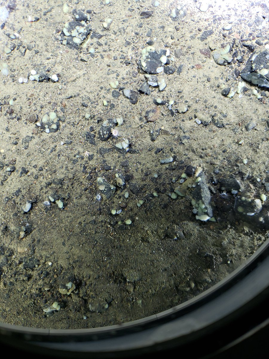 Victor Vescovo tweet media