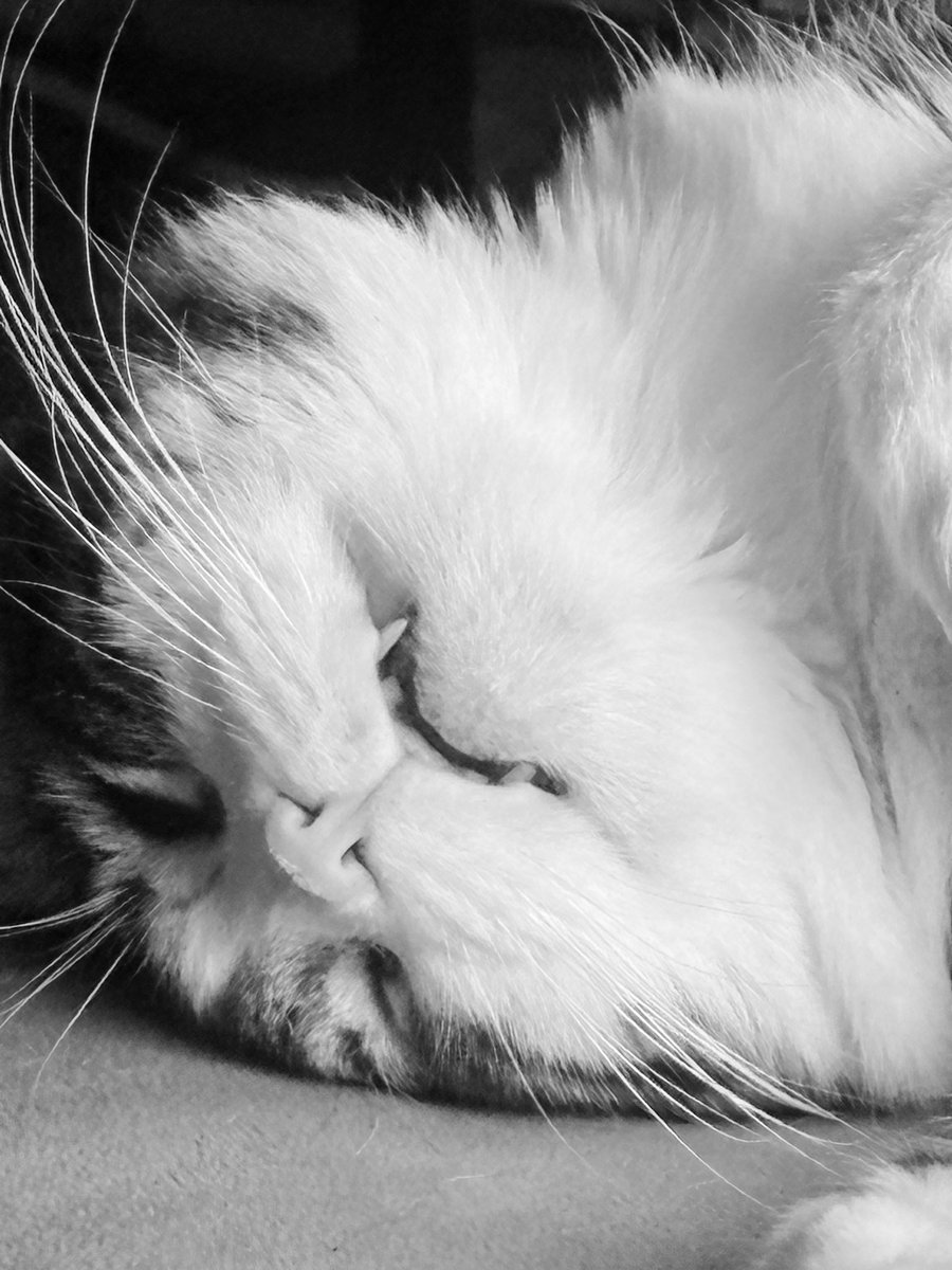 RESURRECTION magazine (SUBS CLOSED) tweet media