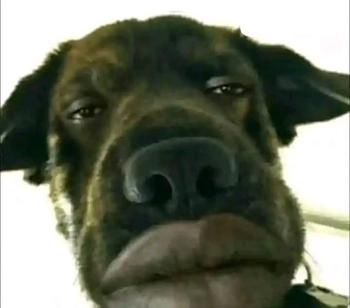 They think they'll win any trophy