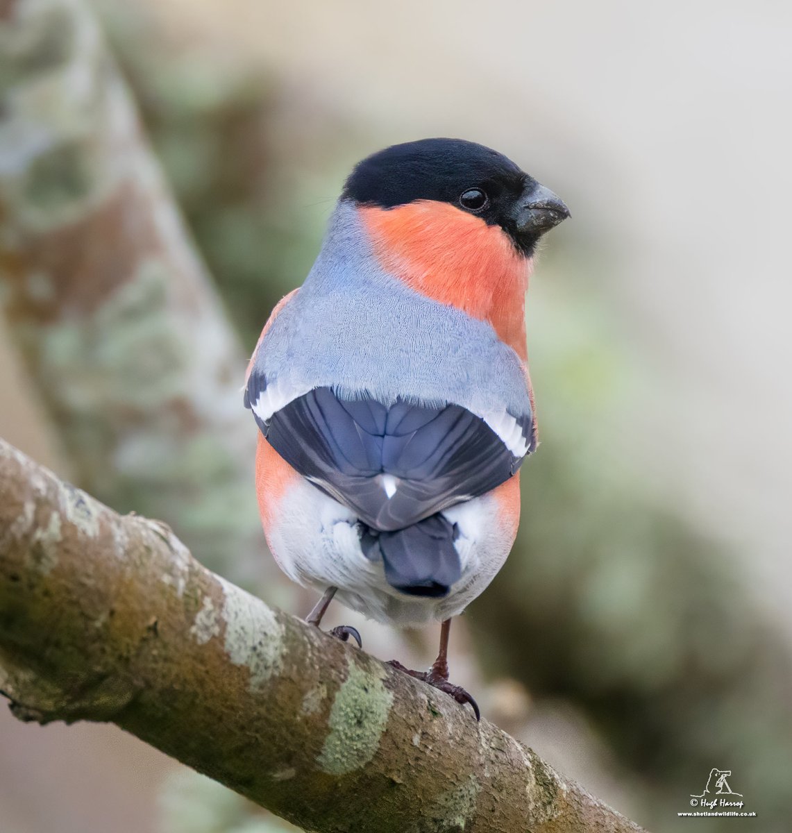 Hugh Harrop Wildlife tweet media