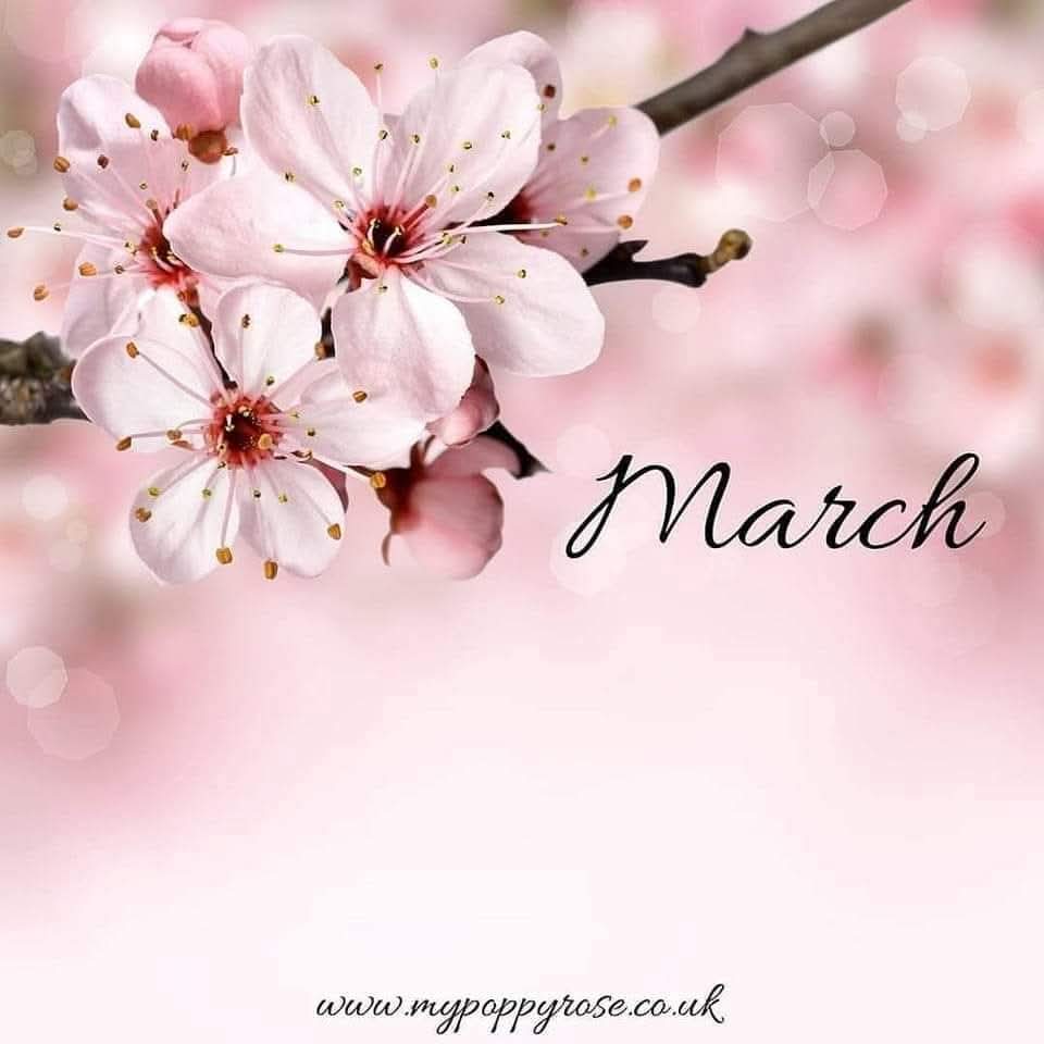 My Poppy Rose tweet media