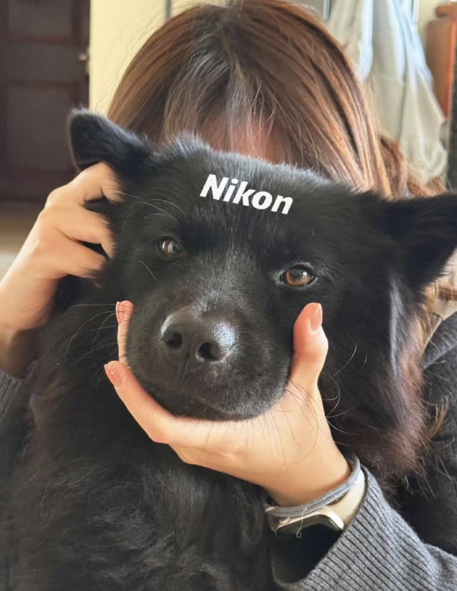 everythingdogss's tweet photo. https://t.co/Jgq9yxBLjN