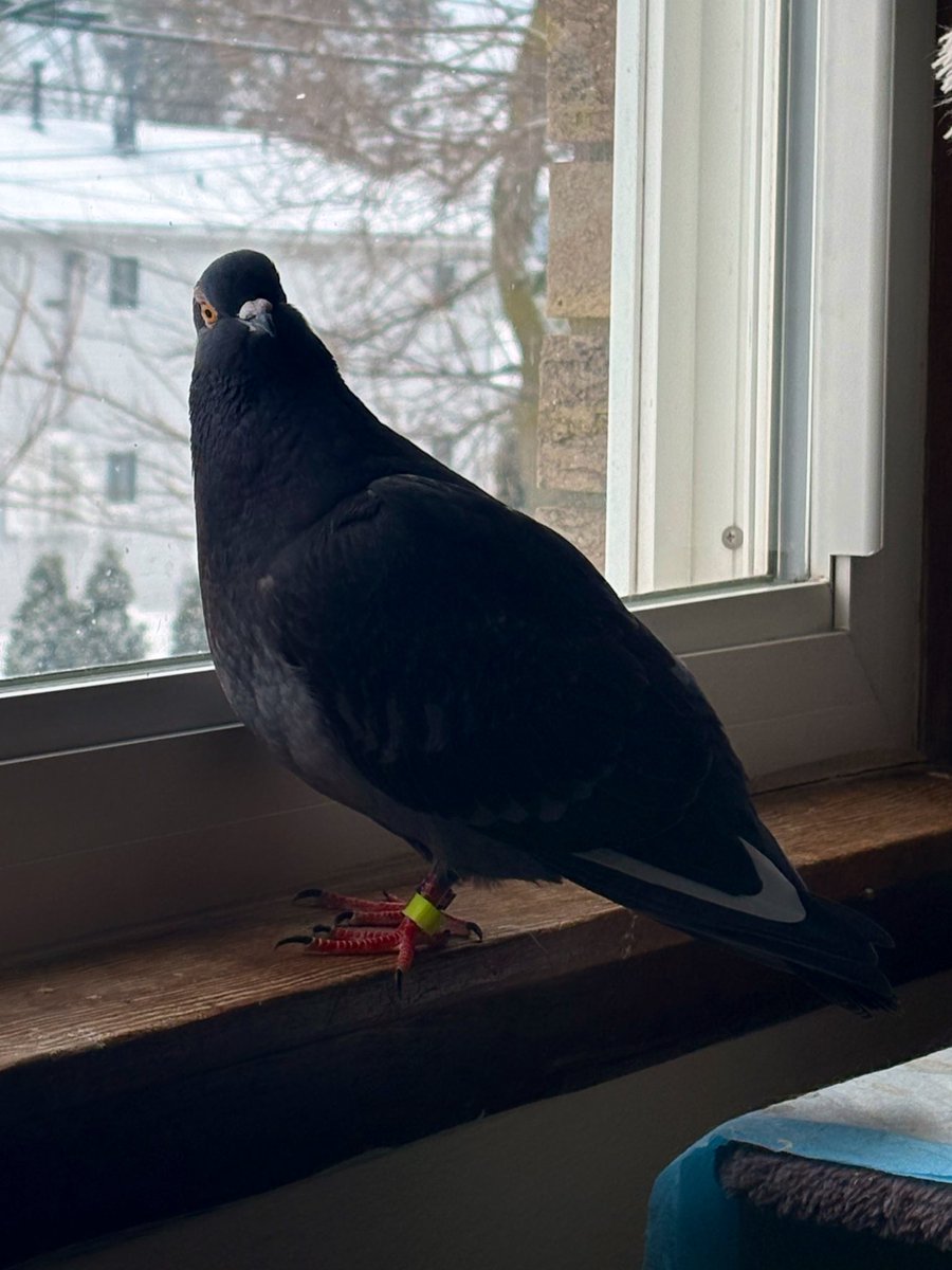 xsopod's tweet photo. the perpetrator . https://t.co/3V7PKRKNSx