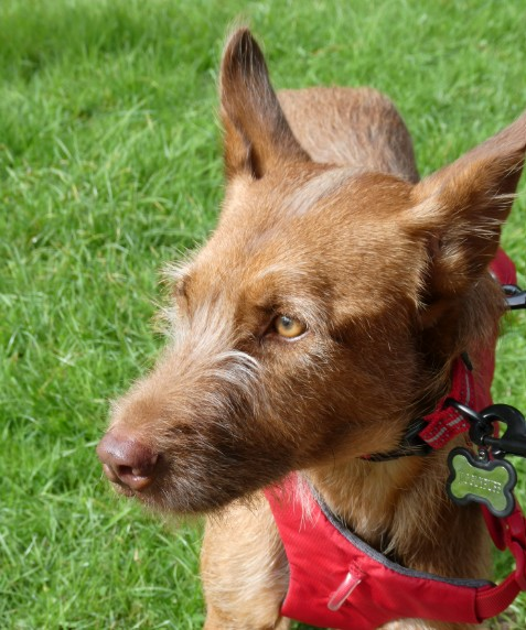 millypod1's tweet image. 🆘28 FEB 2026 #Lost Jigglypuff #ScanMe
Nervous Rescue Female
Higher Cemetery #Exeter #Devon #EX1
Likely to bolt on approach. She backed out of her harness when owner slipped over in the cemetery.
doglost.co.uk/dog/202274