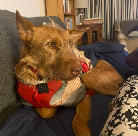 millypod1's tweet image. 🆘28 FEB 2026 #Lost Jigglypuff #ScanMe
Nervous Rescue Female
Higher Cemetery #Exeter #Devon #EX1
Likely to bolt on approach. She backed out of her harness when owner slipped over in the cemetery.
doglost.co.uk/dog/202274