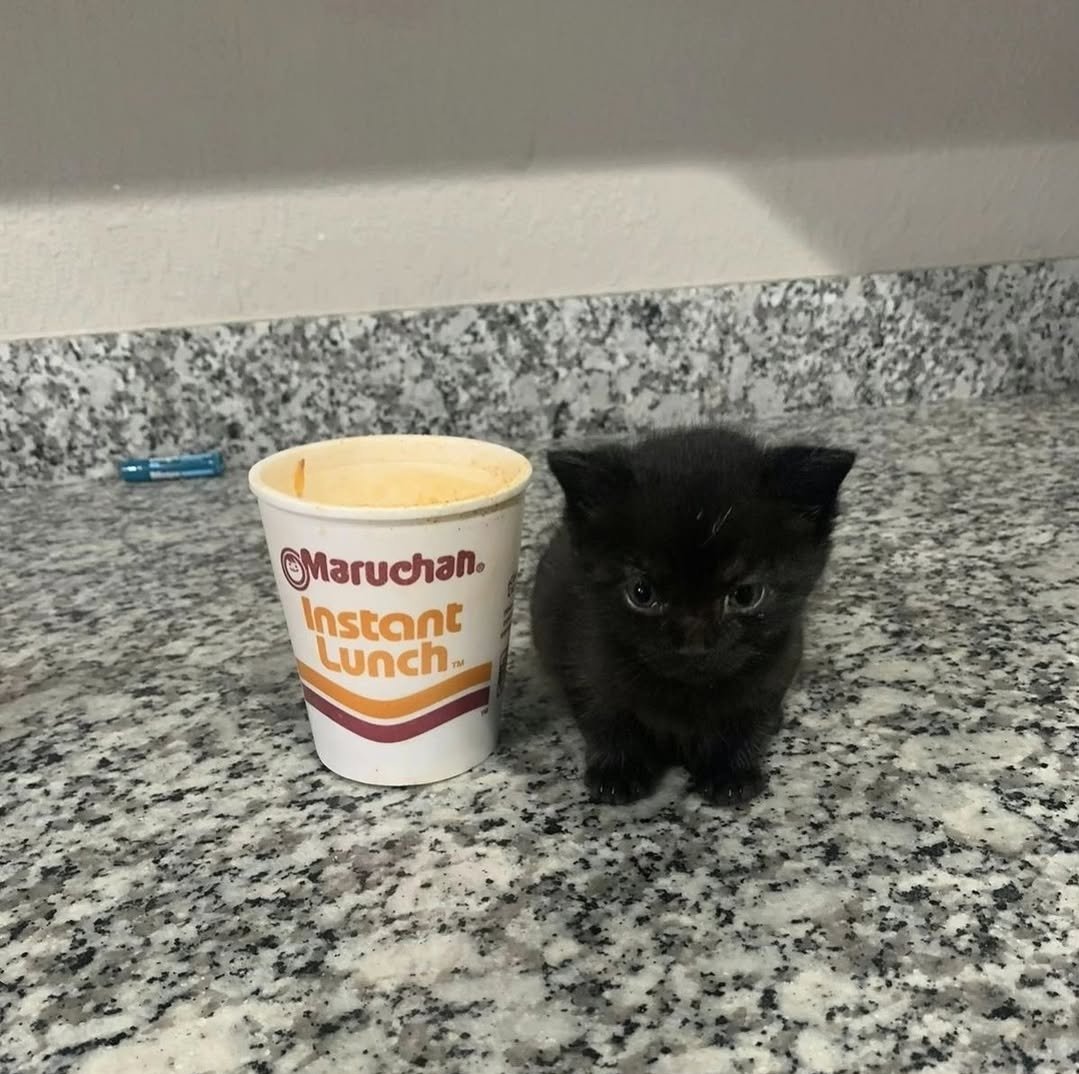 1 cup tall