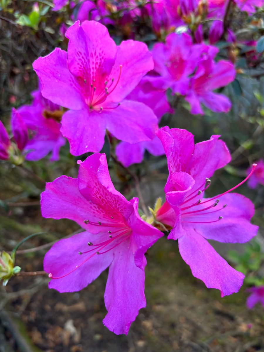 Them blooming Azaleas