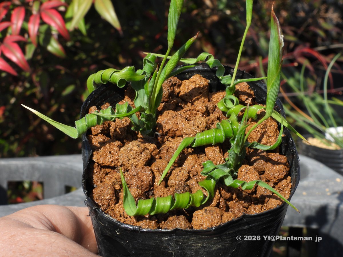 Plantsman_jp's tweet photo. #Moraea fergusoniae
葉の巻きが強くてプリツェリアナみたいに仕上がる個体。
#モラエア https://t.co/jZUVthFawj