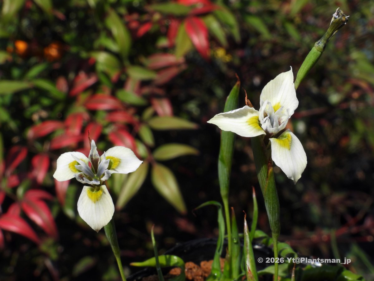Plantsman_jp's tweet photo. #Moraea fergusoniae
葉の巻きが強くてプリツェリアナみたいに仕上がる個体。
#モラエア https://t.co/jZUVthFawj