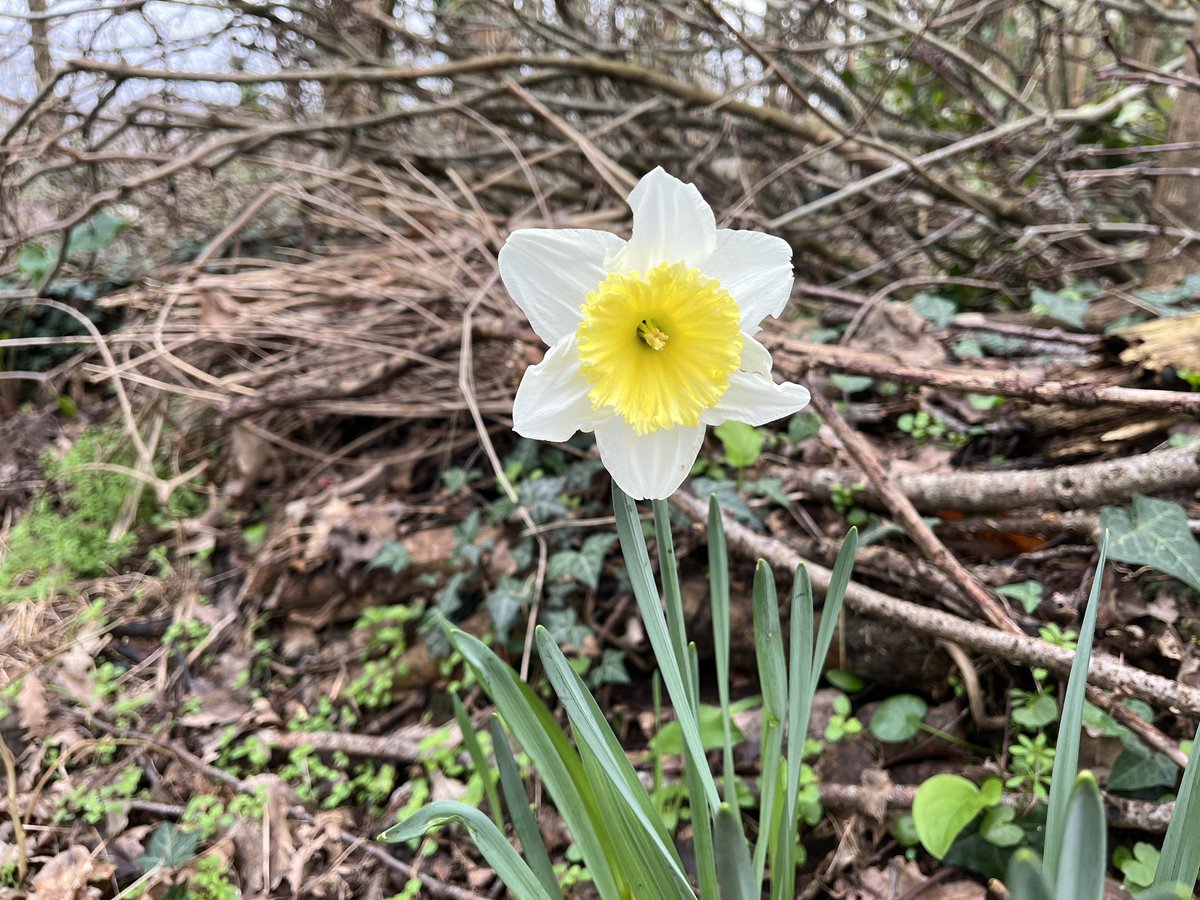 Exeter Trees tweet media