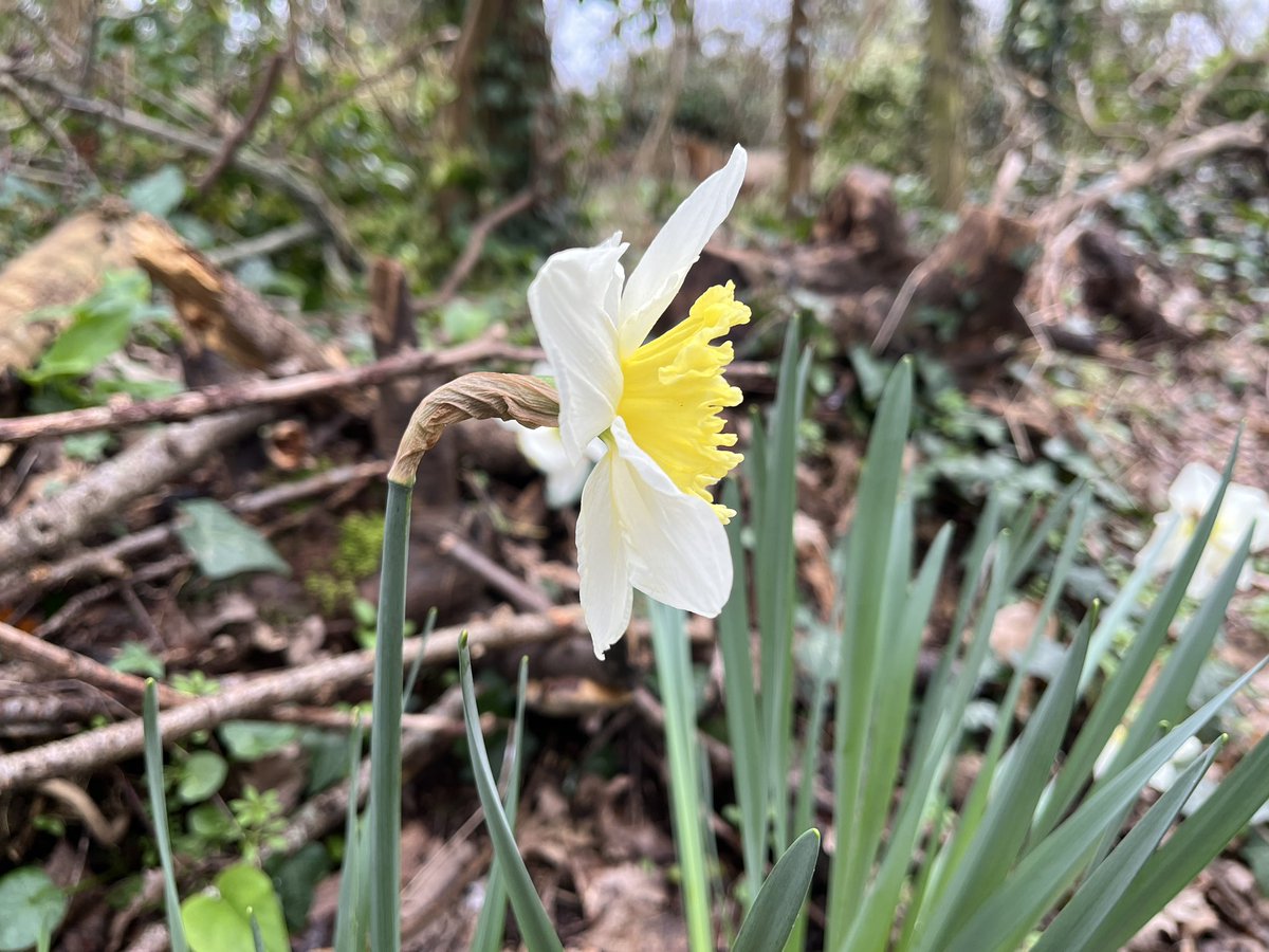 Exeter Trees tweet media