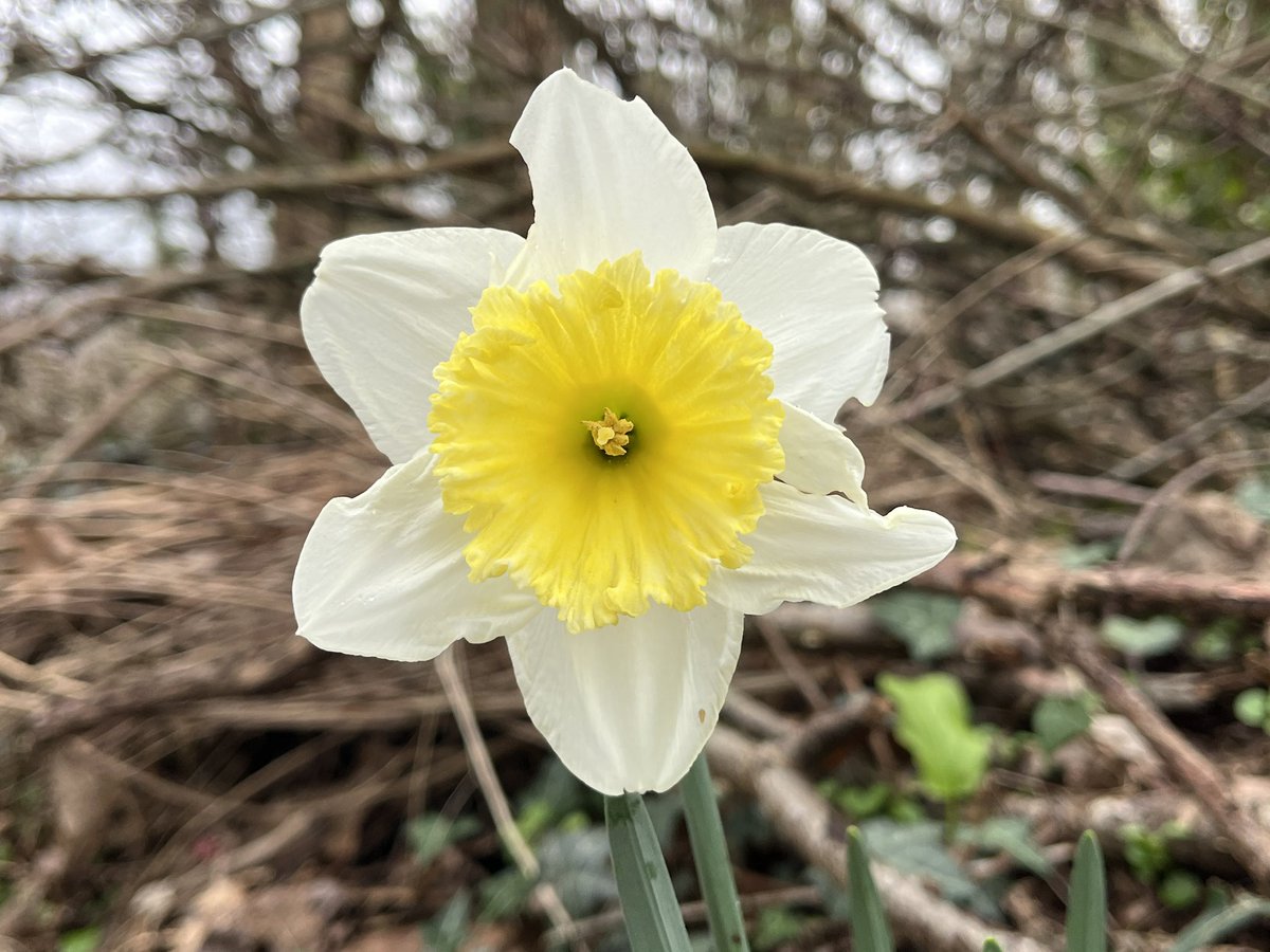 Exeter Trees tweet media