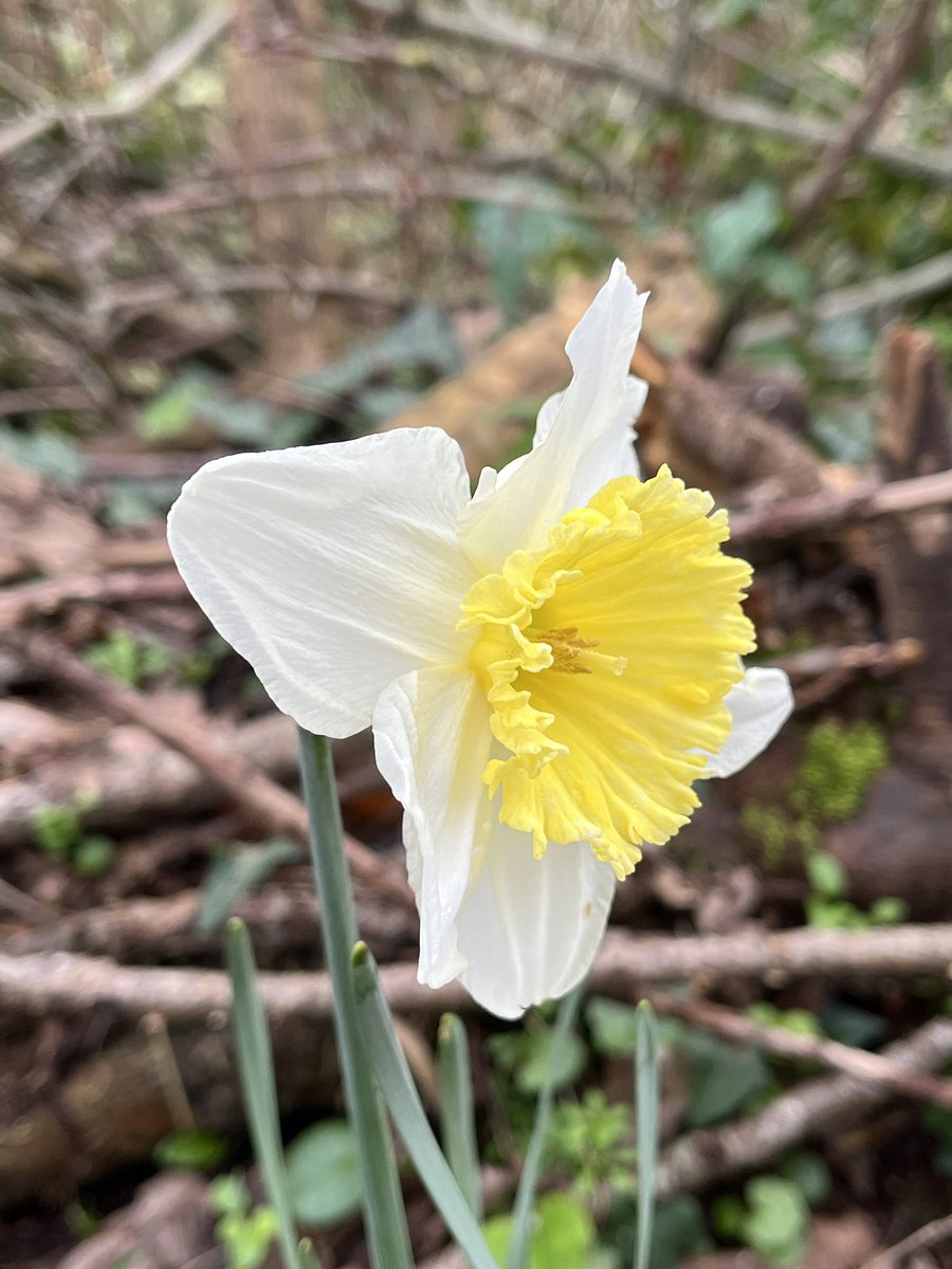 Exeter Trees tweet media