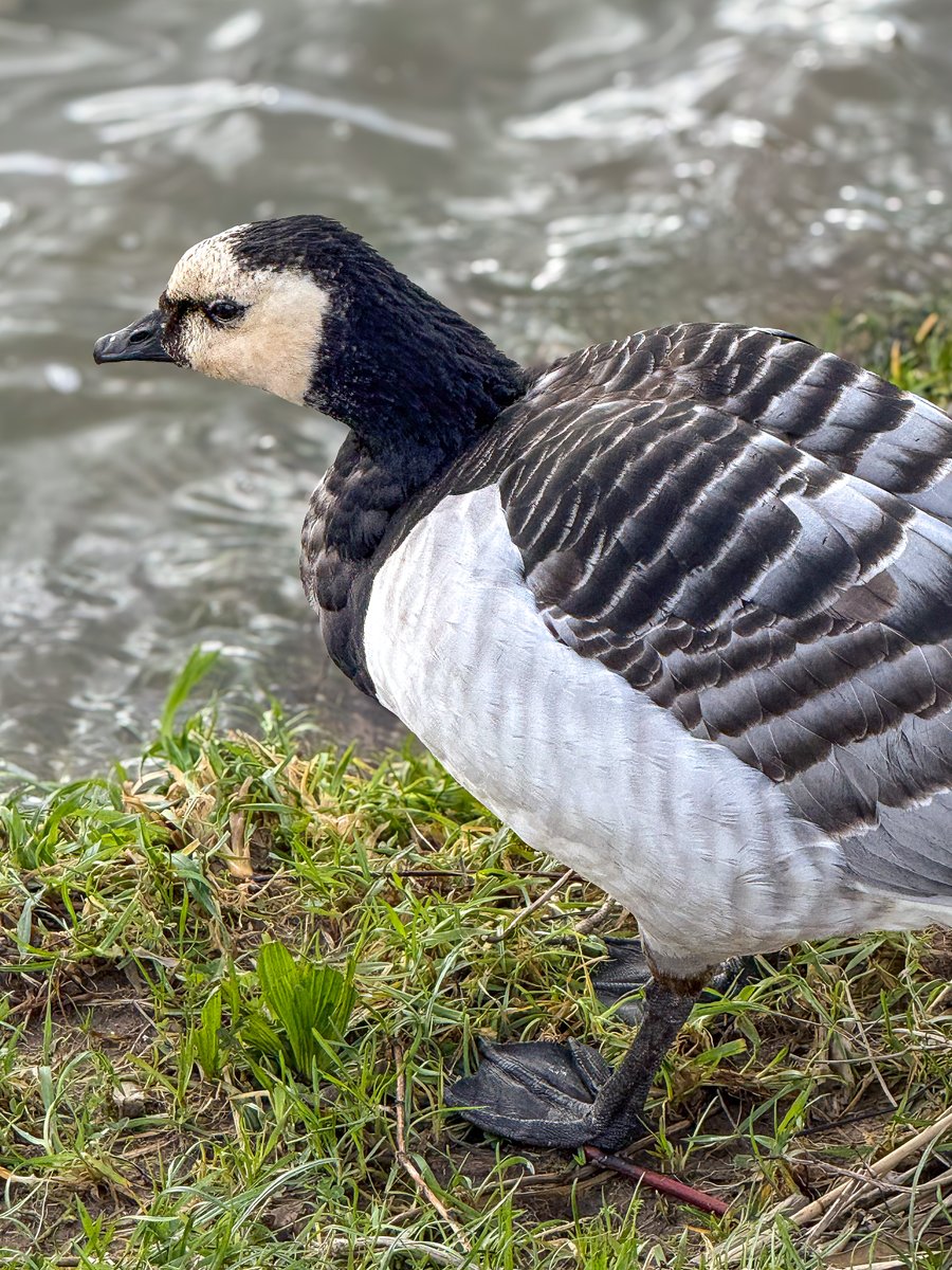 Vandaag deze mooie vogel gezien, blijkt een brandgans te zijn.