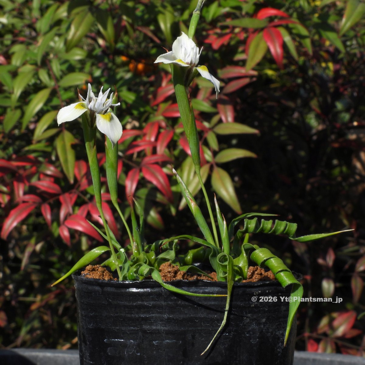 Plantsman_jp's tweet photo. #Moraea fergusoniae
葉の巻きが強くてプリツェリアナみたいに仕上がる個体。
#モラエア https://t.co/jZUVthFawj