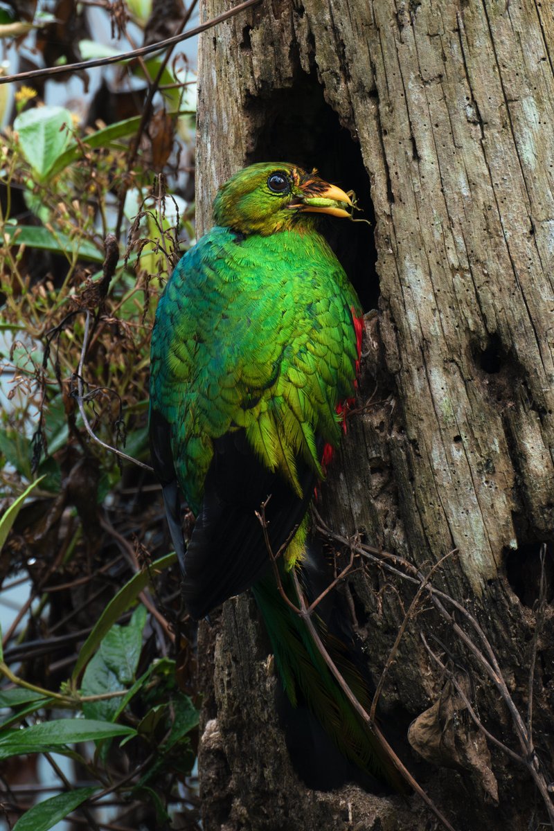 Memo Gómez (Fotógrafo de Naturaleza) tweet media