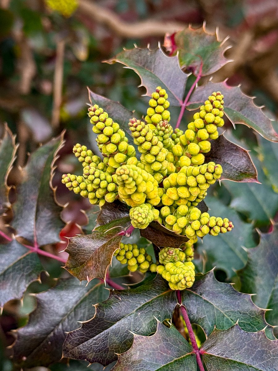 Deze gifgroene knoppen sprongen direct in het oog, zelfs bij iemand met 5% zicht dus. 🤣 Deze heet Mahonia Japonica. Aldus Google Lens en bevestigd door mijn moeder (wiens plantenoordeel ik meer vertrouw dan dat van Google Lens)