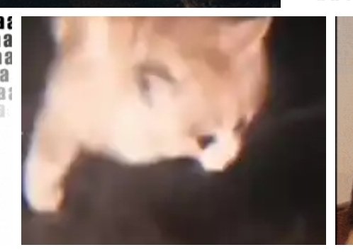 mintaise's tweet photo. @v4nillacooki3 ITS MY FAVE ITS SOO GOOD, I think I found it again by searching "strong cat gif" and scrolling down till I saw this https://t.co/acHaVxWAGE