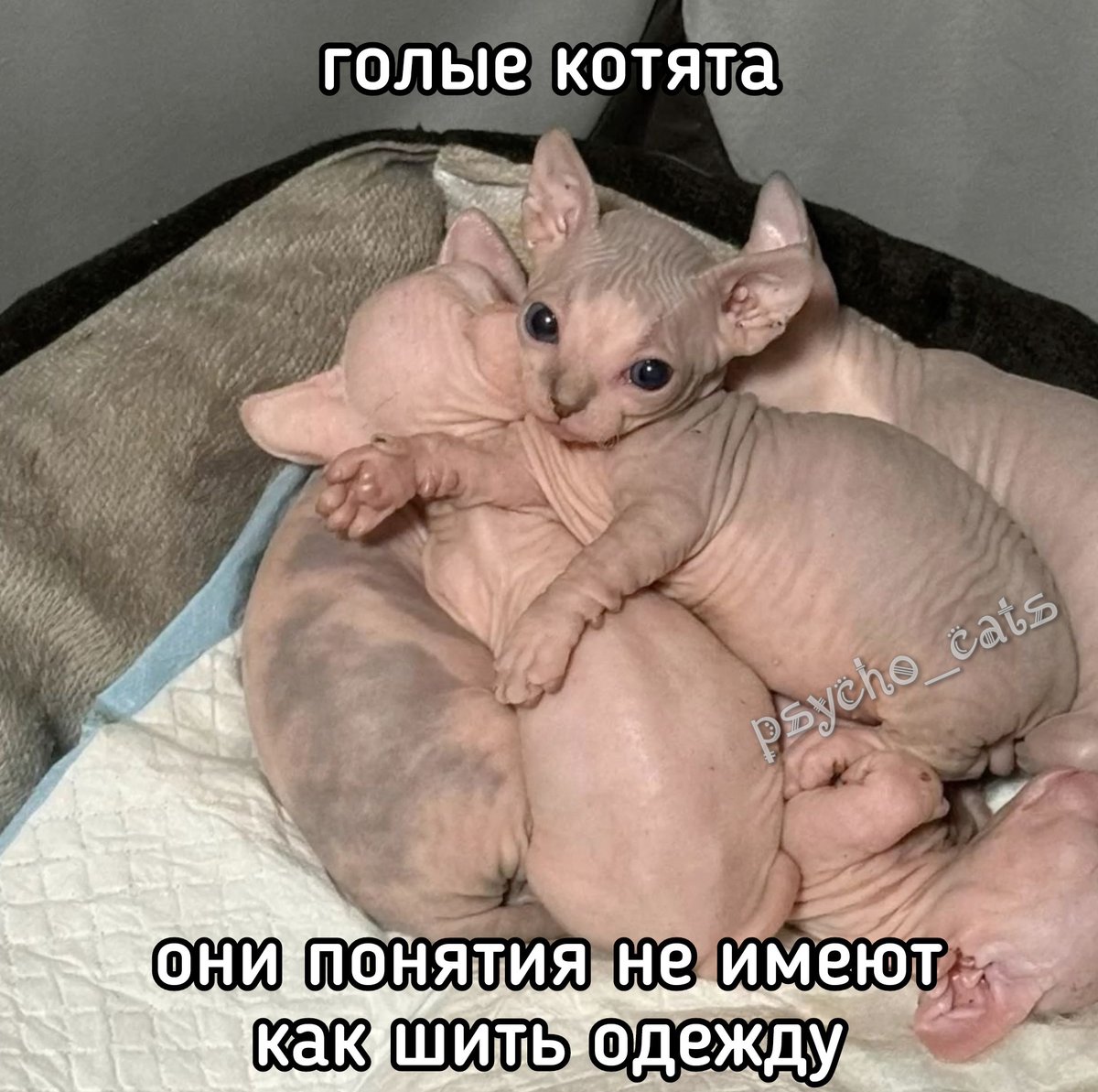 психокоты (@psycho__cats) on Twitter photo 